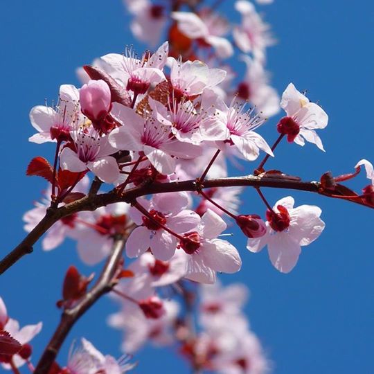 Fondant parfumé cerisier